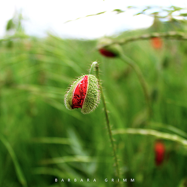 Mohn zu