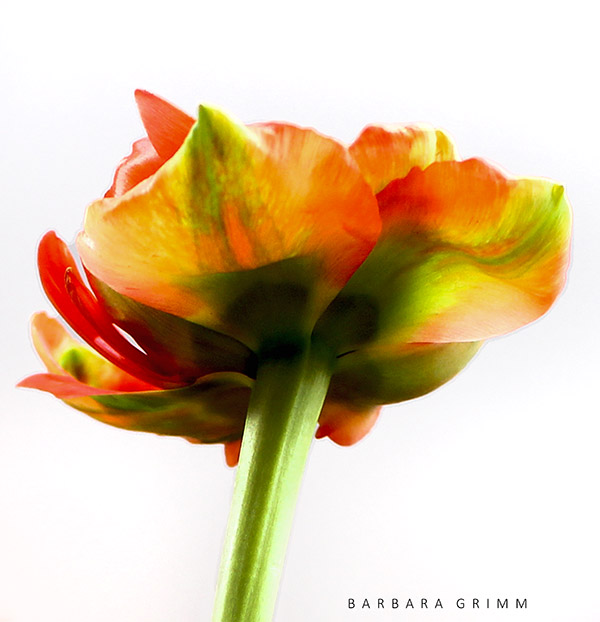 Tulpe color